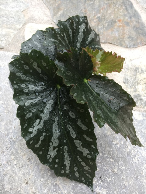 B. ‘Ripsaw’